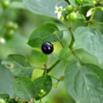manathakkali